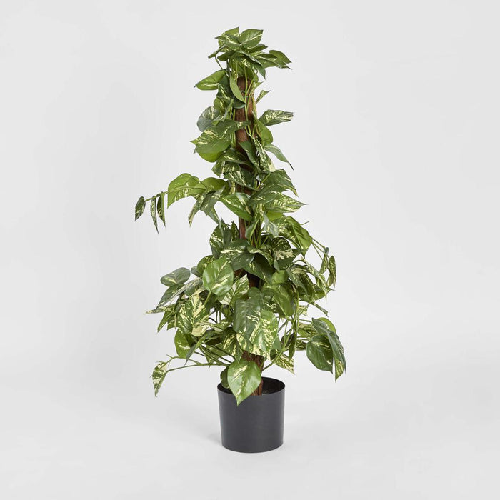 Pothos Vines on Coconut Pole 90cm