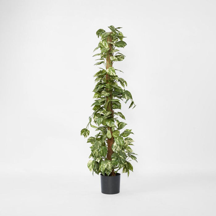 Pothos in Pot 1.2m