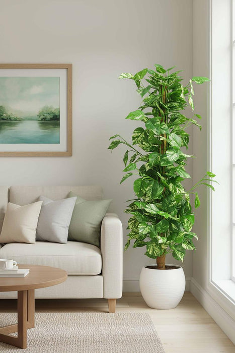 Pothos in Pot 1.2m