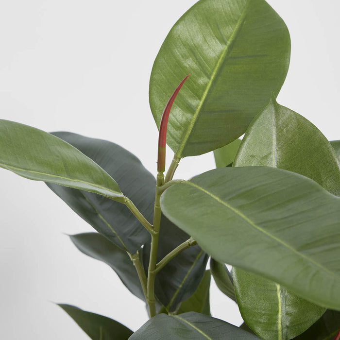 Rubber Plant Tree 96cm