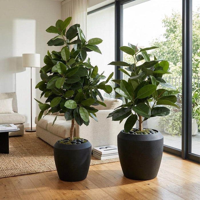 Rubber Plant Tree 96cm