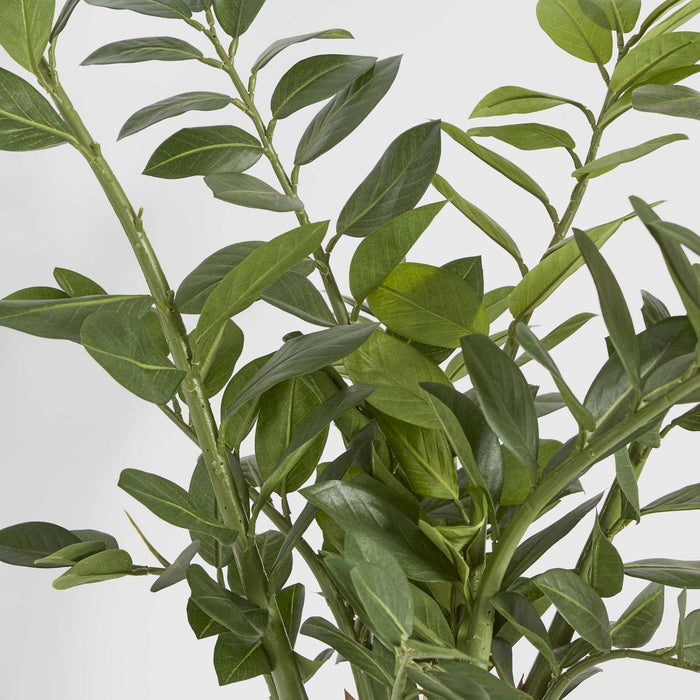 Zanzibar (Smargago) Potted Plant 90cm