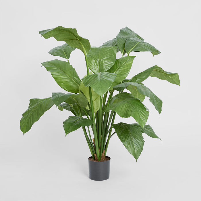 Spathiphyllum Potted 1m