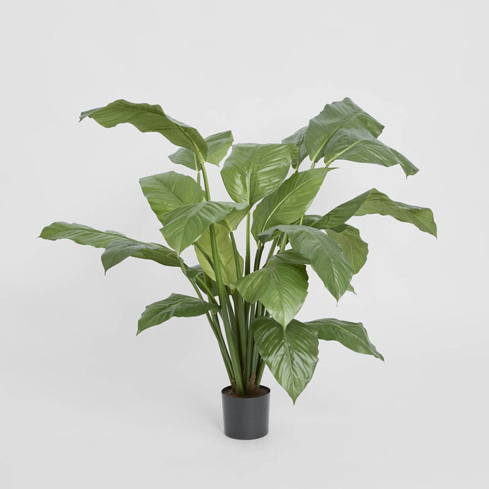 Spathiphyllum Potted 1m