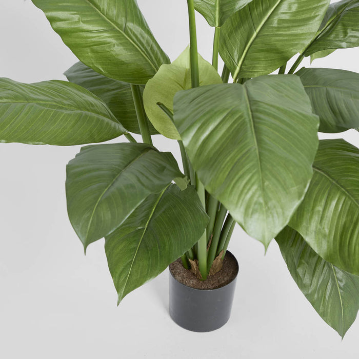Spathiphyllum Potted 1m