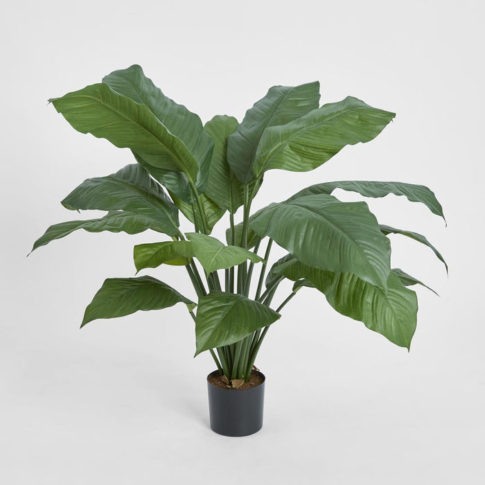 Spathiphyllum Potted 66cm