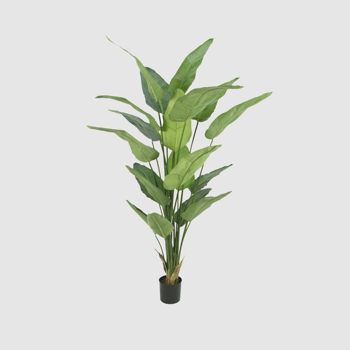 STRELITZIA POTTED 2.3M