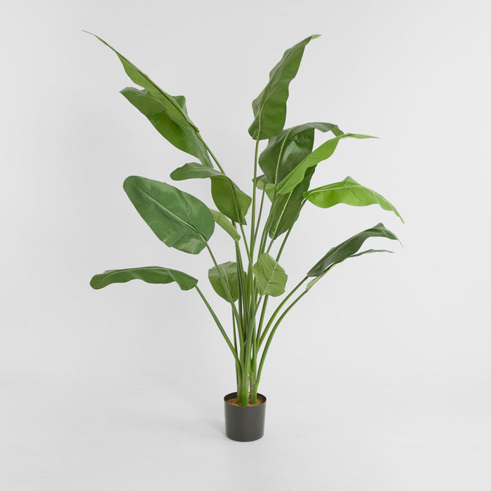 Travellers Palm 1.8m