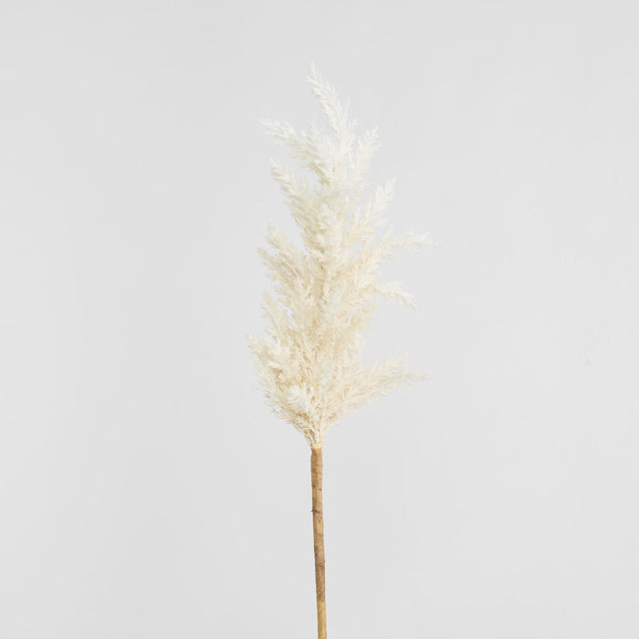 Wheat Astilbe Flower Stem 75cm White 6 pcs