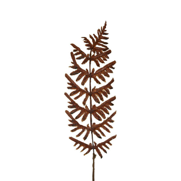 Dried Fern Leaf Stem Natural 6 pcs