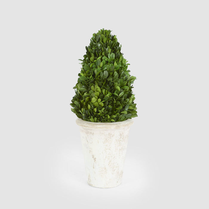 Preserved Boxwood Cone Tree Topiary in Terracotta Pot 33cm