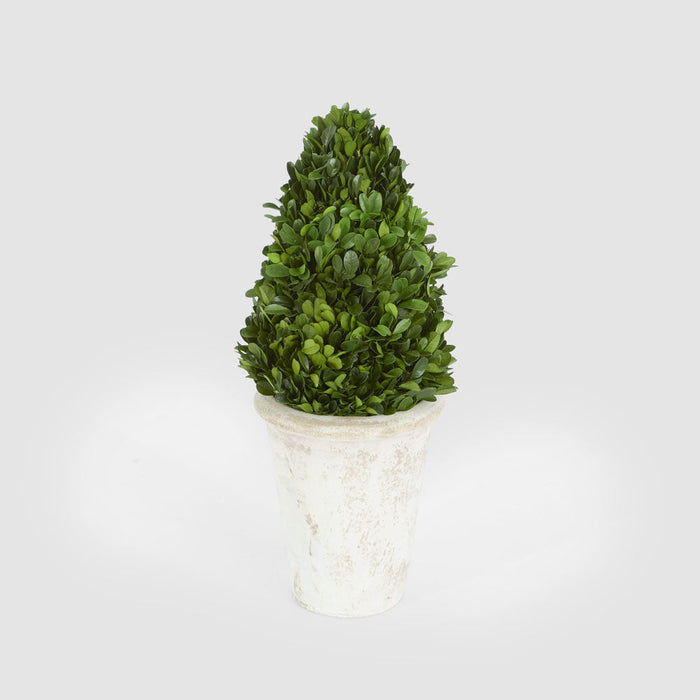 Preserved Boxwood Cone Tree Topiary in Terracotta Pot 33cm