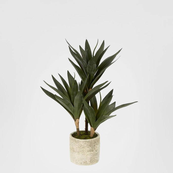 Baby Yucca In Cement Pot