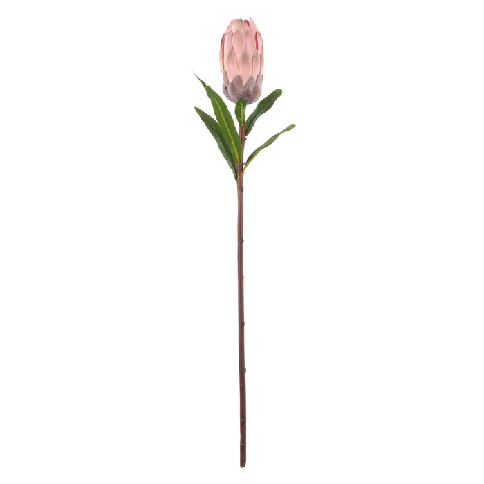 Rogue Protea Stem Pink