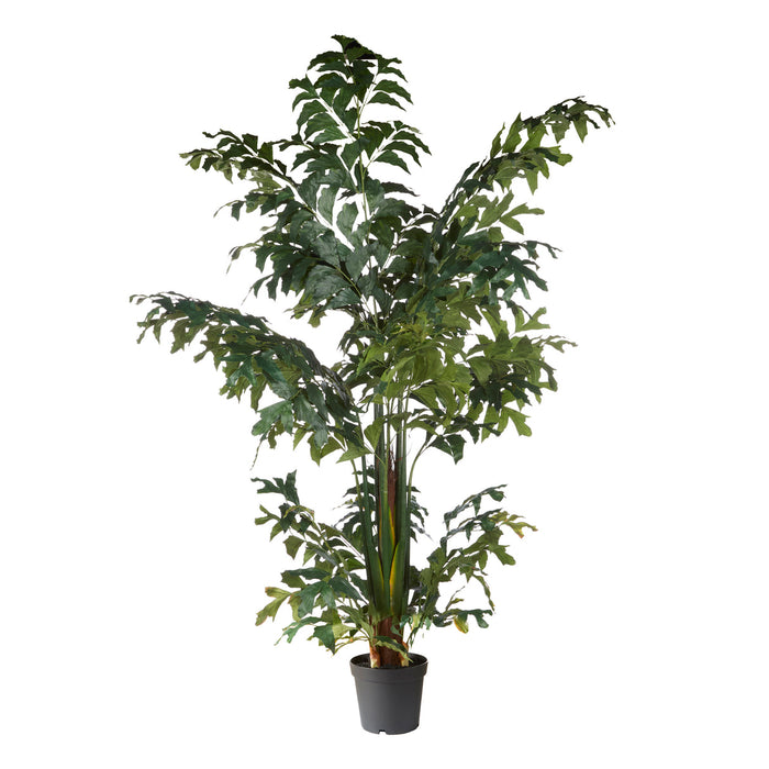 Rogue Caryota Palm Tree Green