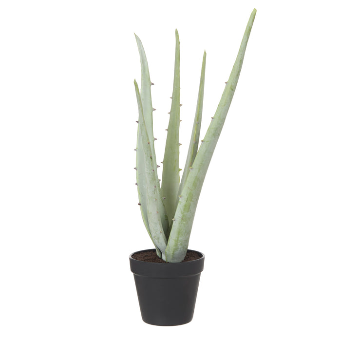 Rogue Aloe Plant - Garden Pot Grey - Green