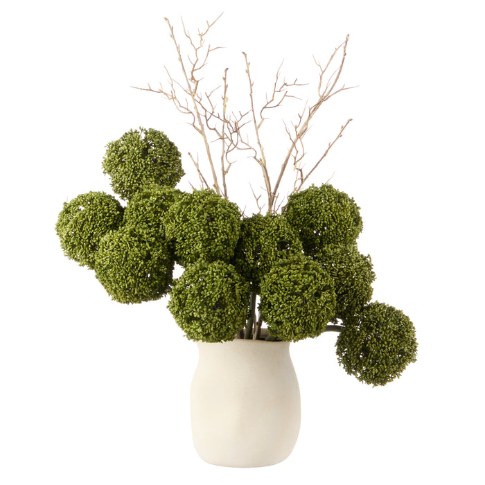 Rogue Allium - Maliah Pot Green