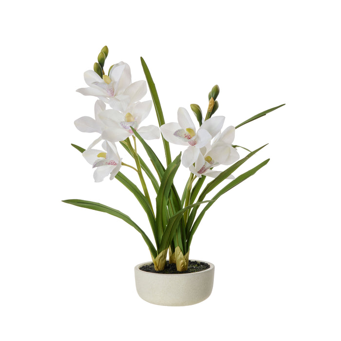 Rogue Cymbidium Orchid Pot White