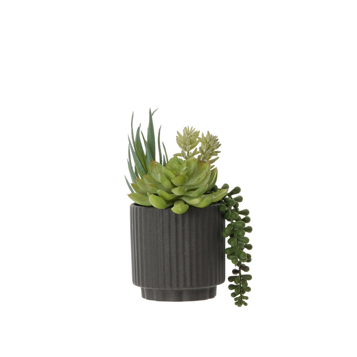 Rogue Aloe Succulent Mix Pot Green & Black
