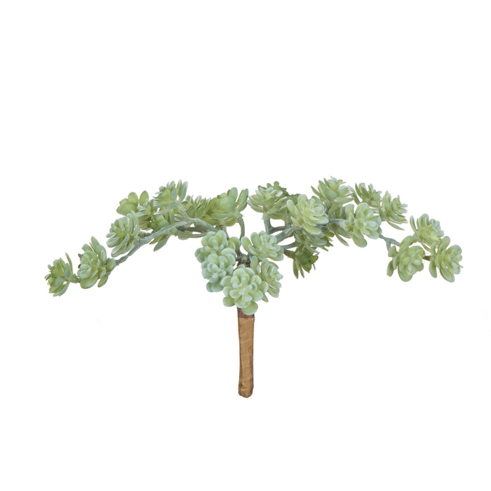 Rogue Mini Houseleek Spray Green