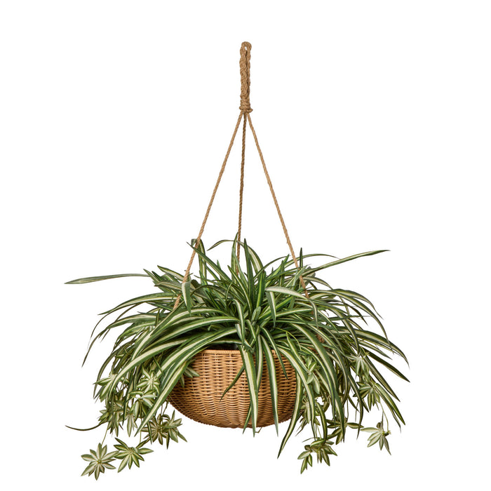 Rogue Spider Plant - Laos Hanging Green & White