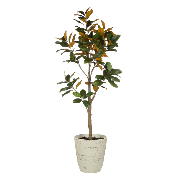 Rogue Magnolia Tree - Rustic Stone Look Pot Green