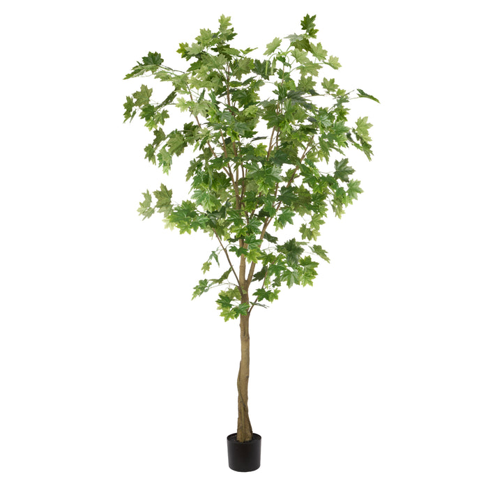 Rogue Maple Tree - Garden Pot Green