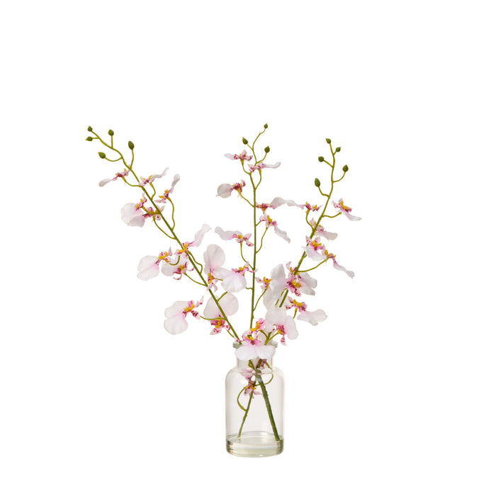 Rogue Dancing Orchid - Specimen Bottle Pink