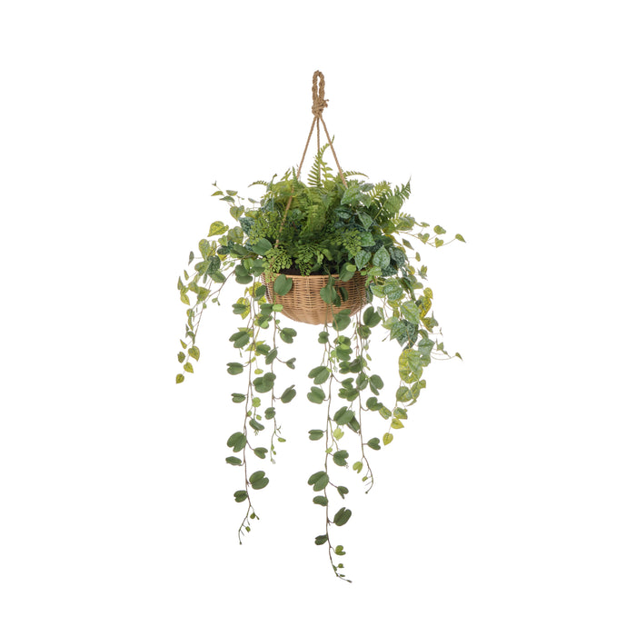 Rogue Fern Garden Mix - Laos Hanging Green