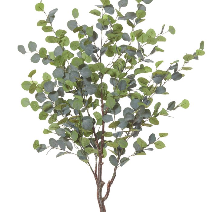 Rogue Eucalyptus Tree Green
