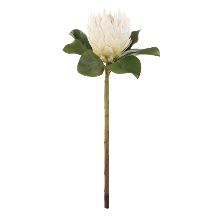 Rogue Grand Protea Stem White