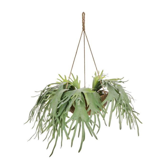 Rogue Staghorn - Laos Hanging Green