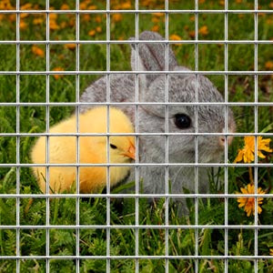 Rally Brand Galvanized Welded Wire Mesh | High-Quality Mesh for Fencing & Snake Mouse Mesh 30M/Roll