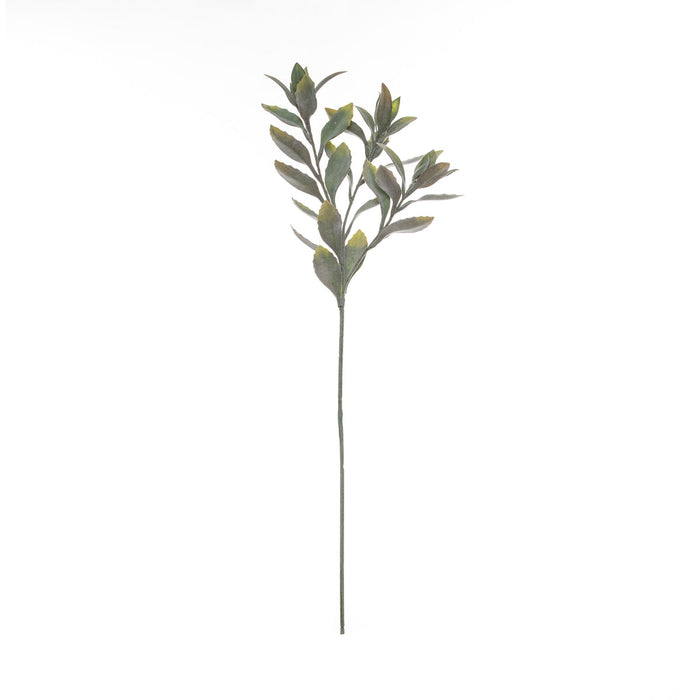 Rogue Leucadendron Leaf Stem Grey Green