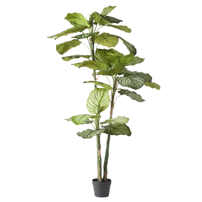 Rogue Calathea Plant - Garden Pot Green