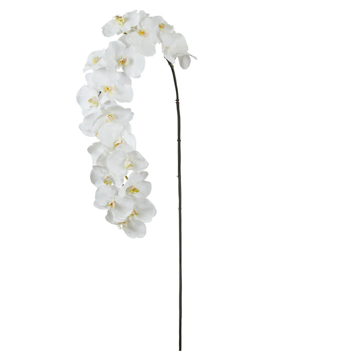 Rogue Grand Phalaenopsis Stem White