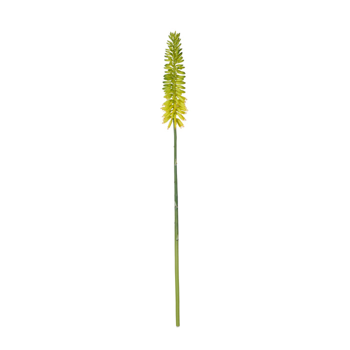Rogue Torch Lily Stem Yellow