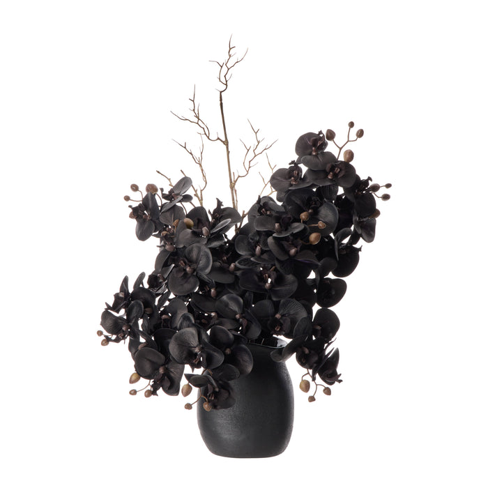 Rogue Phalaenopsis - Maliah Black