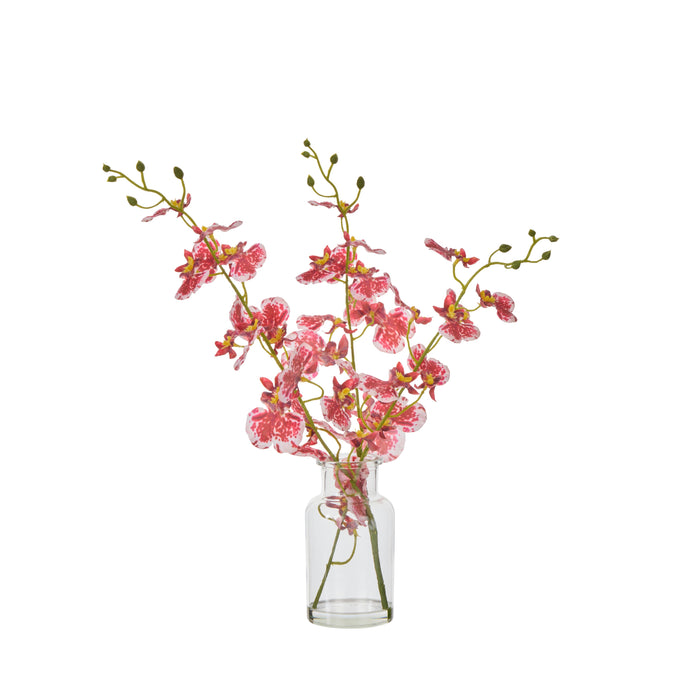 Rogue Dancing Orchid - Specimen Burgundy