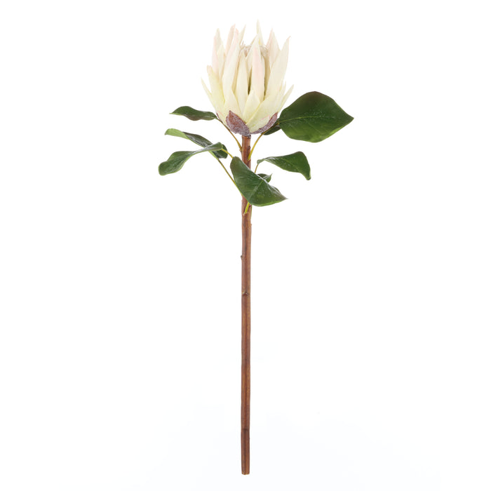Rogue King Protea White