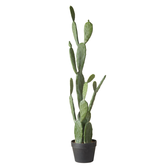 Rogue Pear Cactus - Garden Pot Green