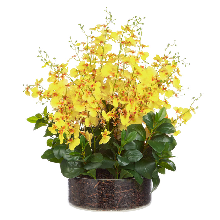 Rogue Dancing Orchid Garden Mix - Madelyn Bowl Yellow