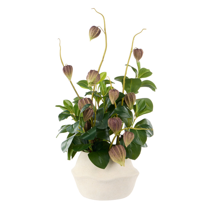 Rogue Chinese Lantern Lush Leaf - Maliah Pot Purple