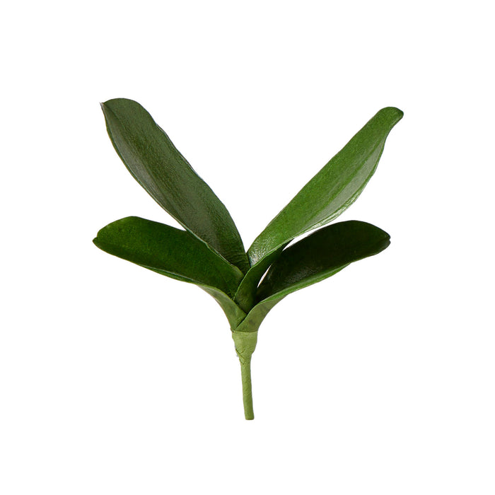 Rogue Phalaenopsis Foliage Green