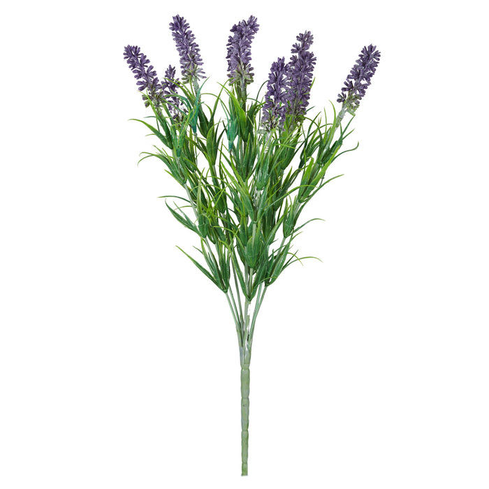 Rogue Lavender Plant Purple