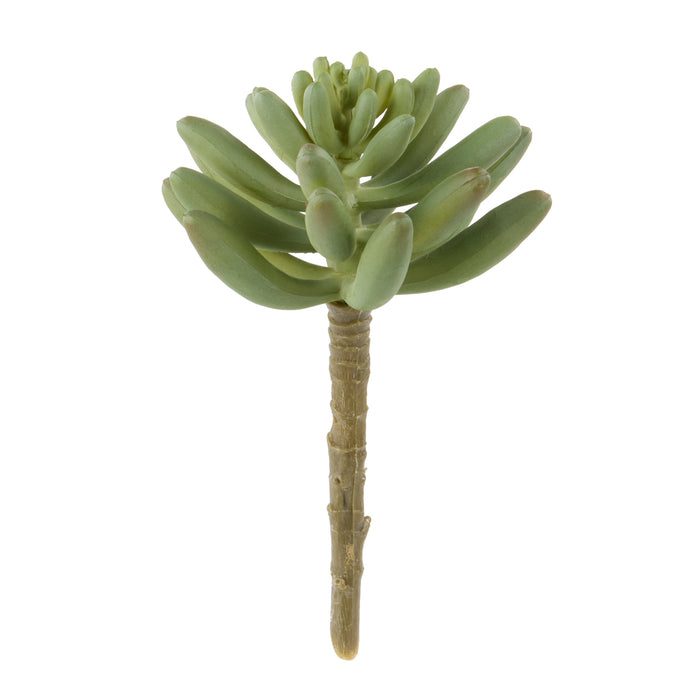 Rogue Mini Echeveria Green