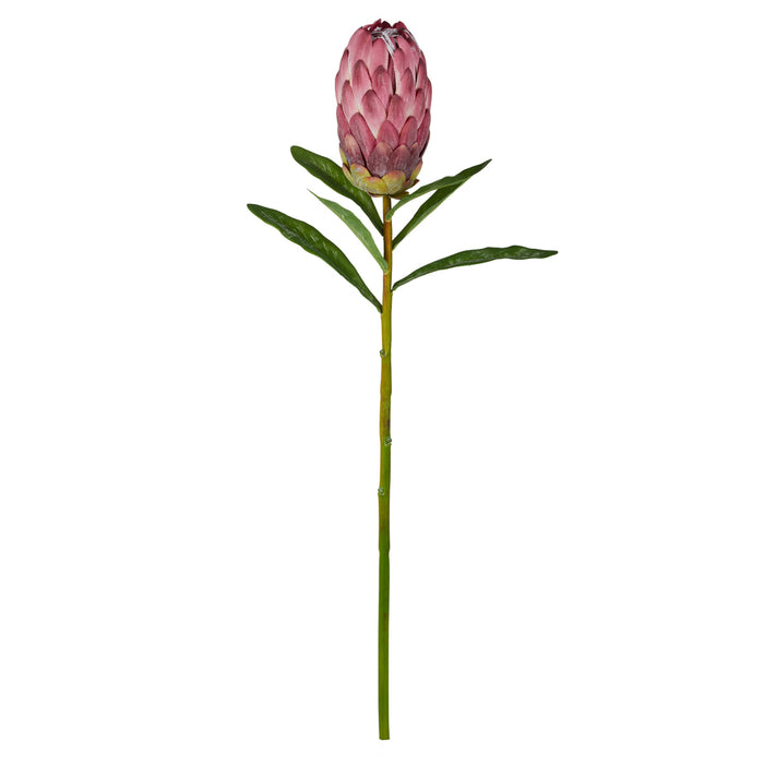 Rogue Protea Stem Burgundy