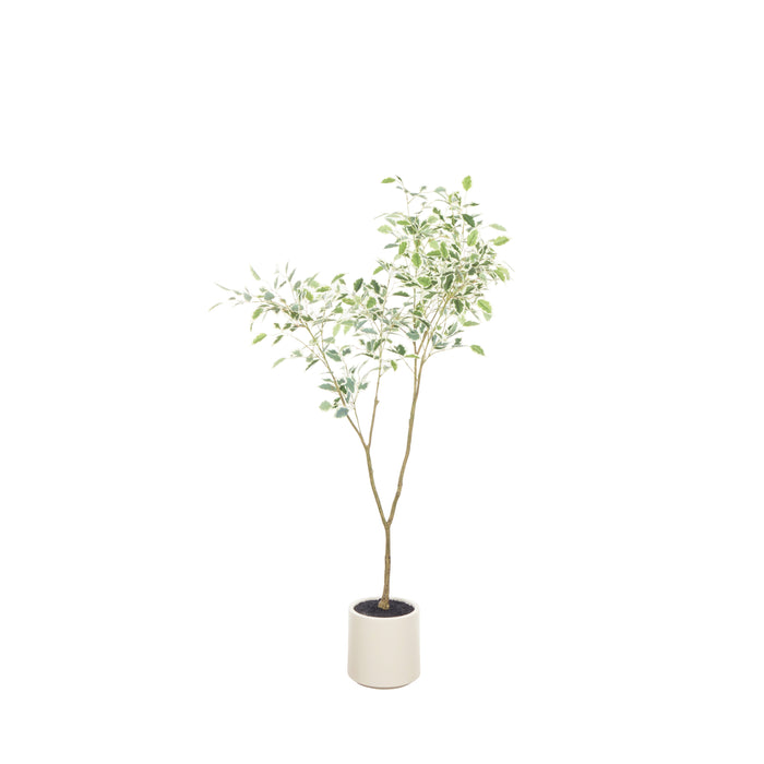 Rogue Ficus Tree Potted Green & White