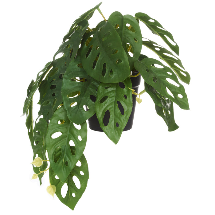 Rogue Monstera Adansonii Green