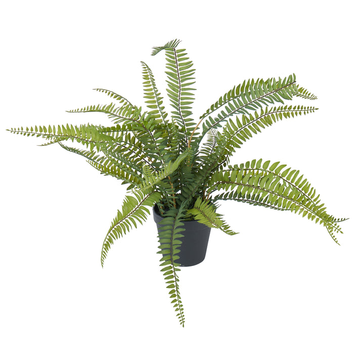 Rogue Boston Fern - Garden Pot Green